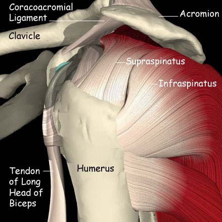 Shoulder Surgery  AC Joint Injury Calcific Tendonitis Frozen Shoulder